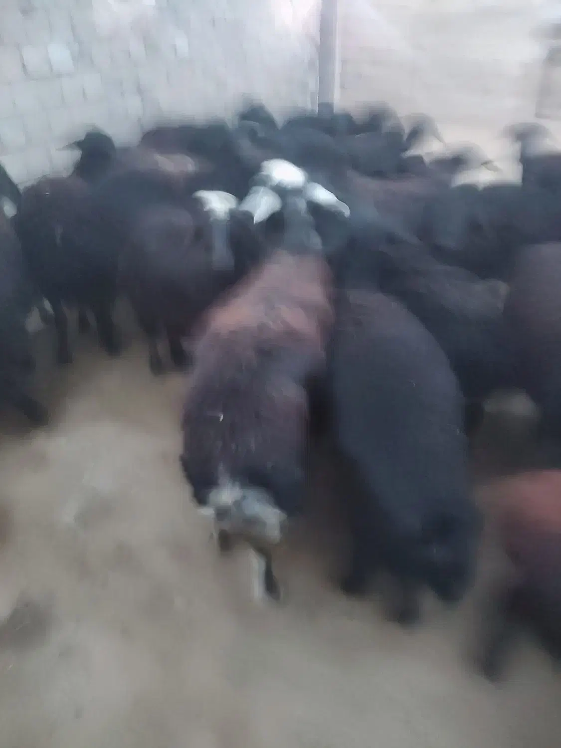 گوسفند نژاد قره قزل سیاه کبود|حیوانات مزرعه|بوکان, |دیوار