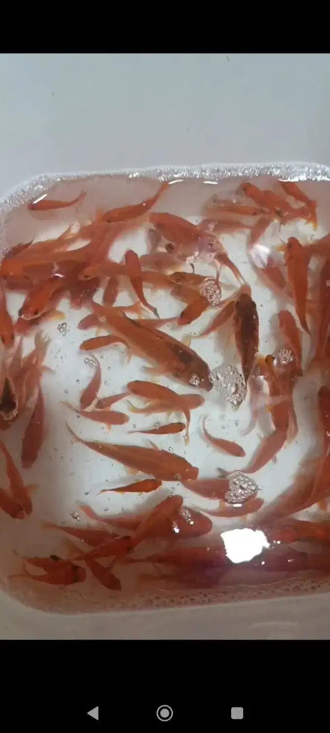 ماهی قرمز عمده|ماهی|قم, نخودی|دیوار