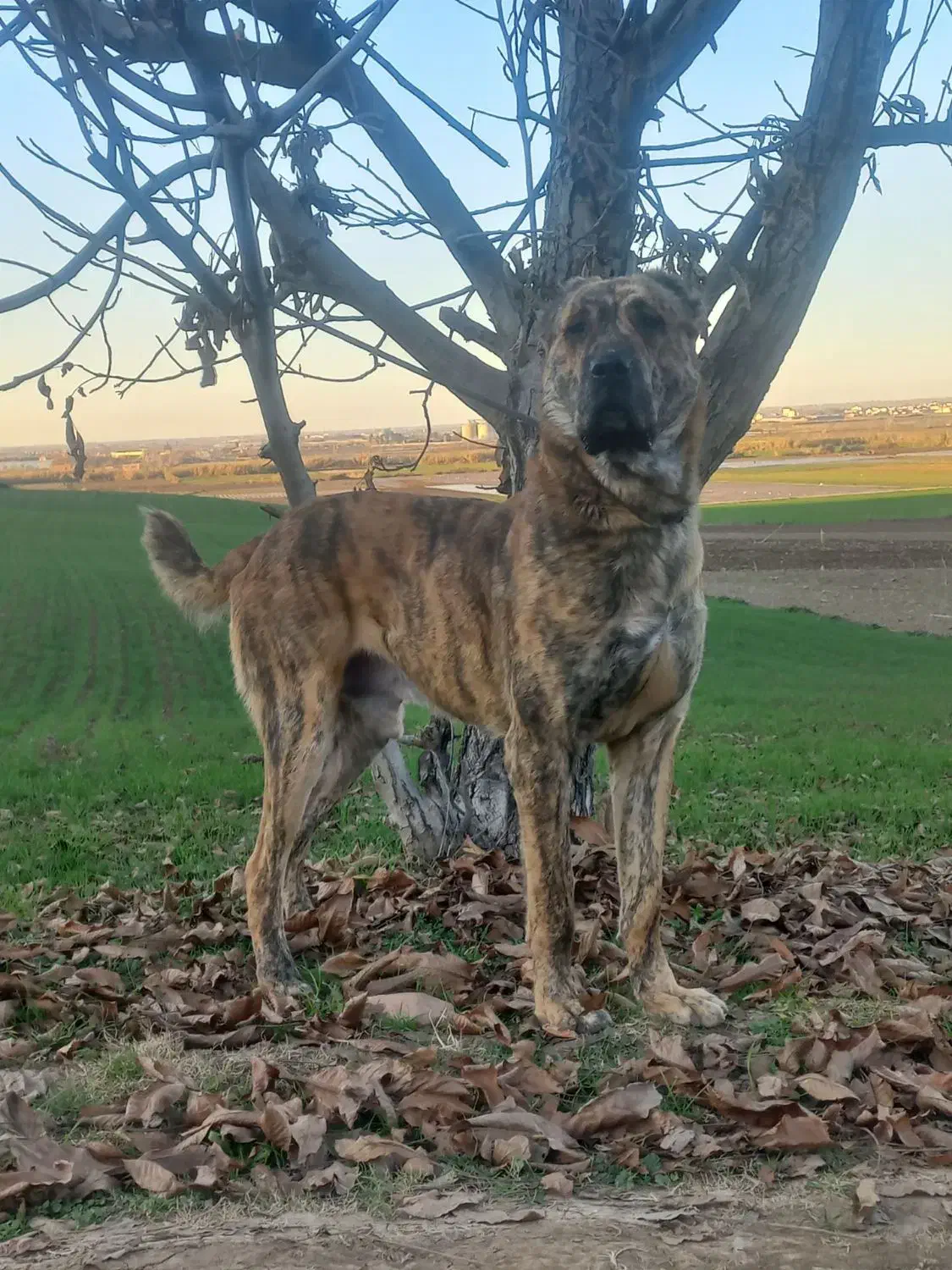 سگ گمشده|حیوانات|خان ببین, |دیوار