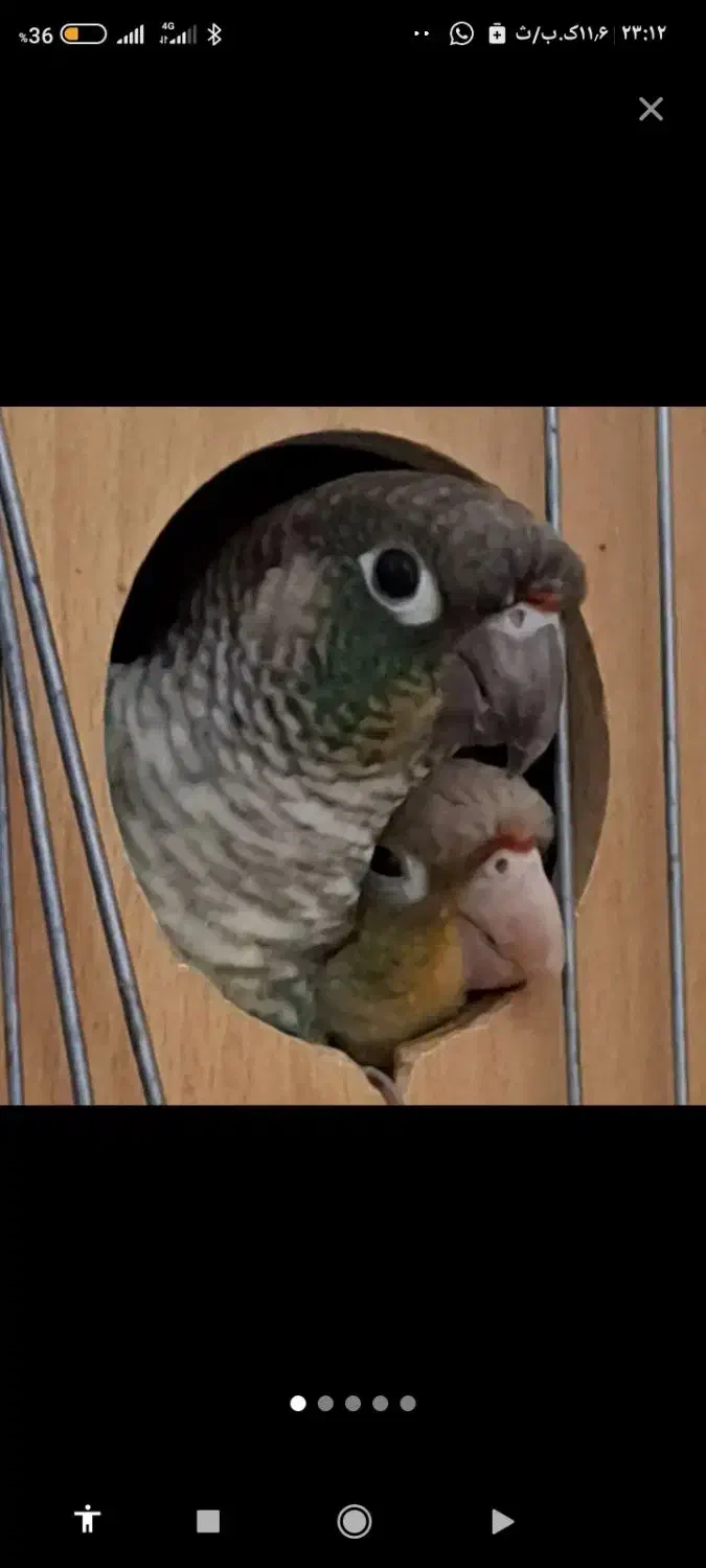 گیرینجیک|پرنده|شهریار, کهنز|دیوار