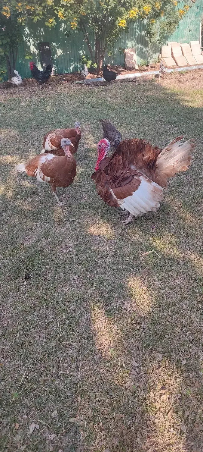 بوقلمون بورن بورن|حیوانات مزرعه|امیدیه, |دیوار