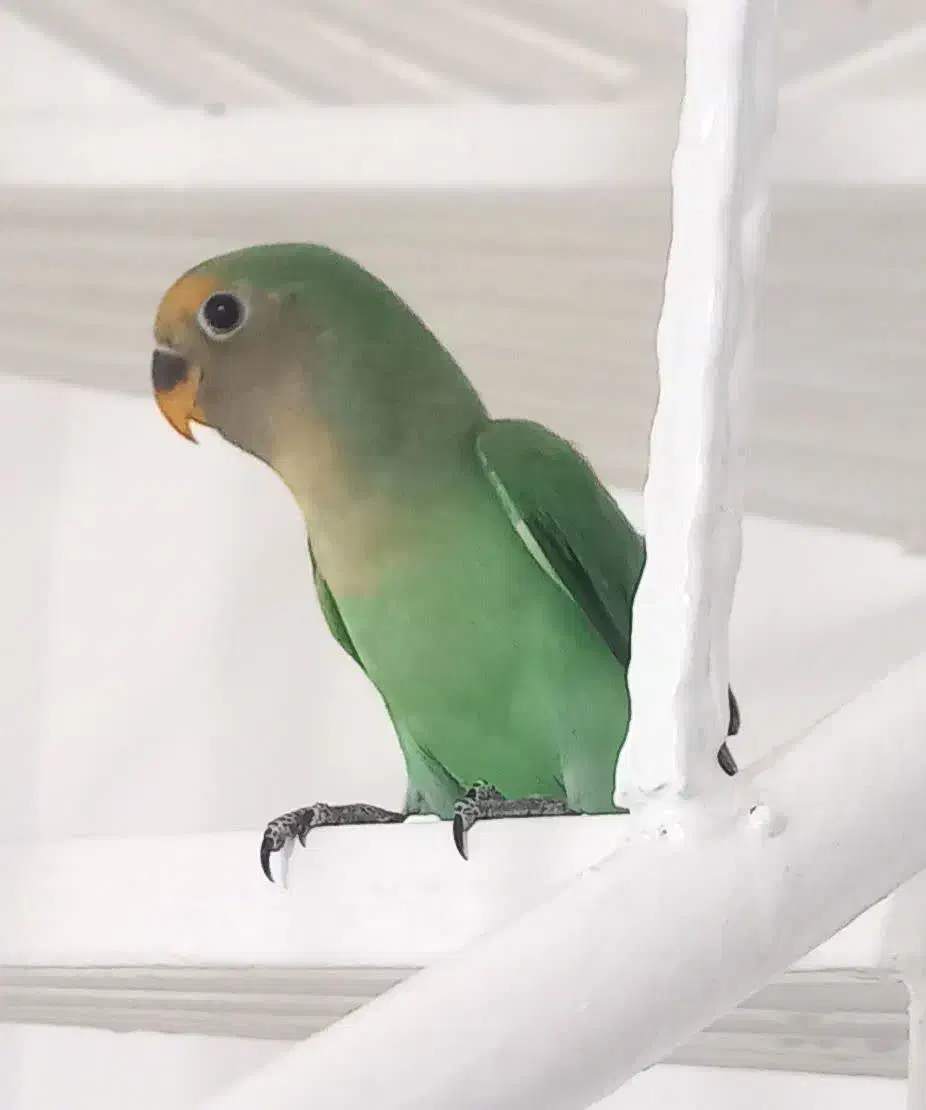 سه عدد جوجه یکماه طوطی برزیلی( کوتوله)|پرنده|مشهد, شهید احمدی روشن|دیوار