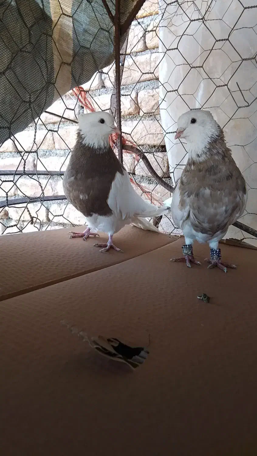 کبوتر طوقی|پرنده|دهگلان, |دیوار