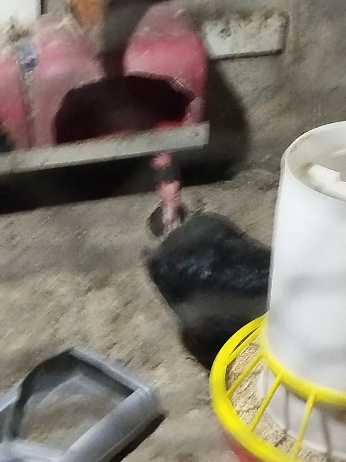 مرغ کرک|حیوانات مزرعه|برازجان, |دیوار