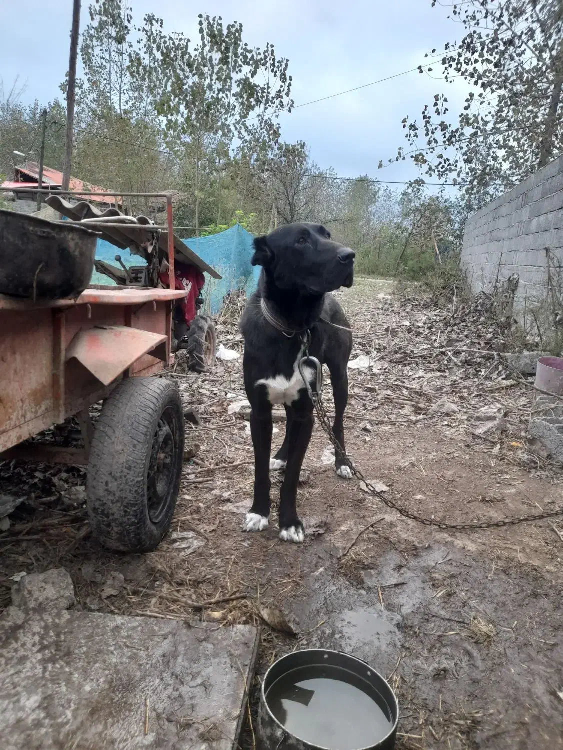 سگ گله|سگ|آستانه اشرفیه, |دیوار