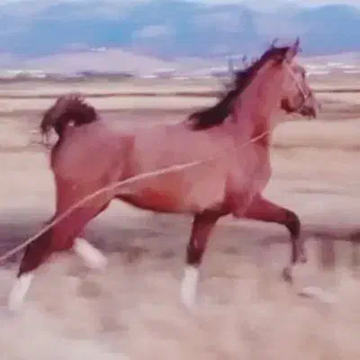 کره نریان|اسب و تجهیزات اسبسواری|یاسوج, |دیوار