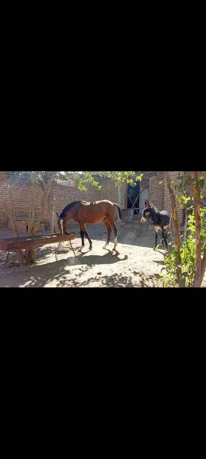 کره مادیان کرد قیمت توافقی|اسب و تجهیزات اسبسواری|بن, |دیوار