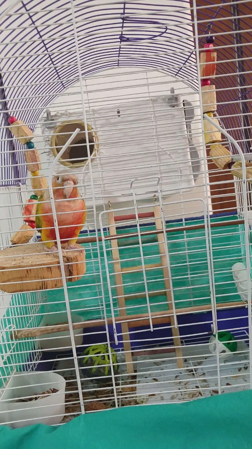 گرینچیک|پرنده|دماوند, گیلاوند|دیوار