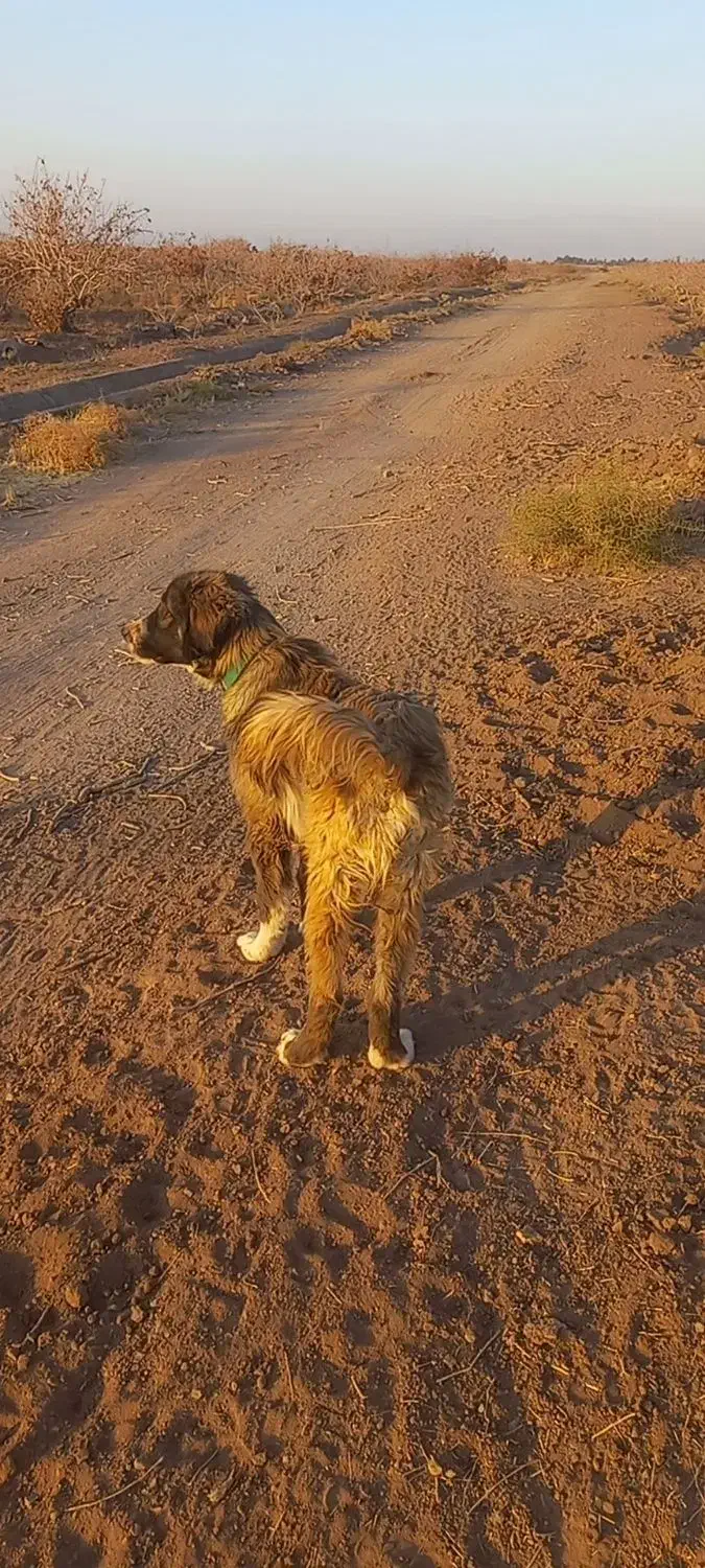 واگذاری سگ|سگ|رفسنجان, |دیوار