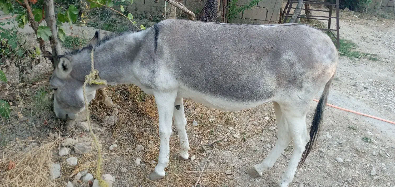 الاق ماده|حیوانات مزرعه|آشخانه, |دیوار