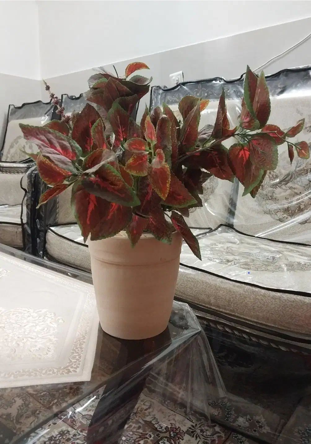 گل حسن یوسف|گل مصنوعی|اصفهان, شاهد|دیوار