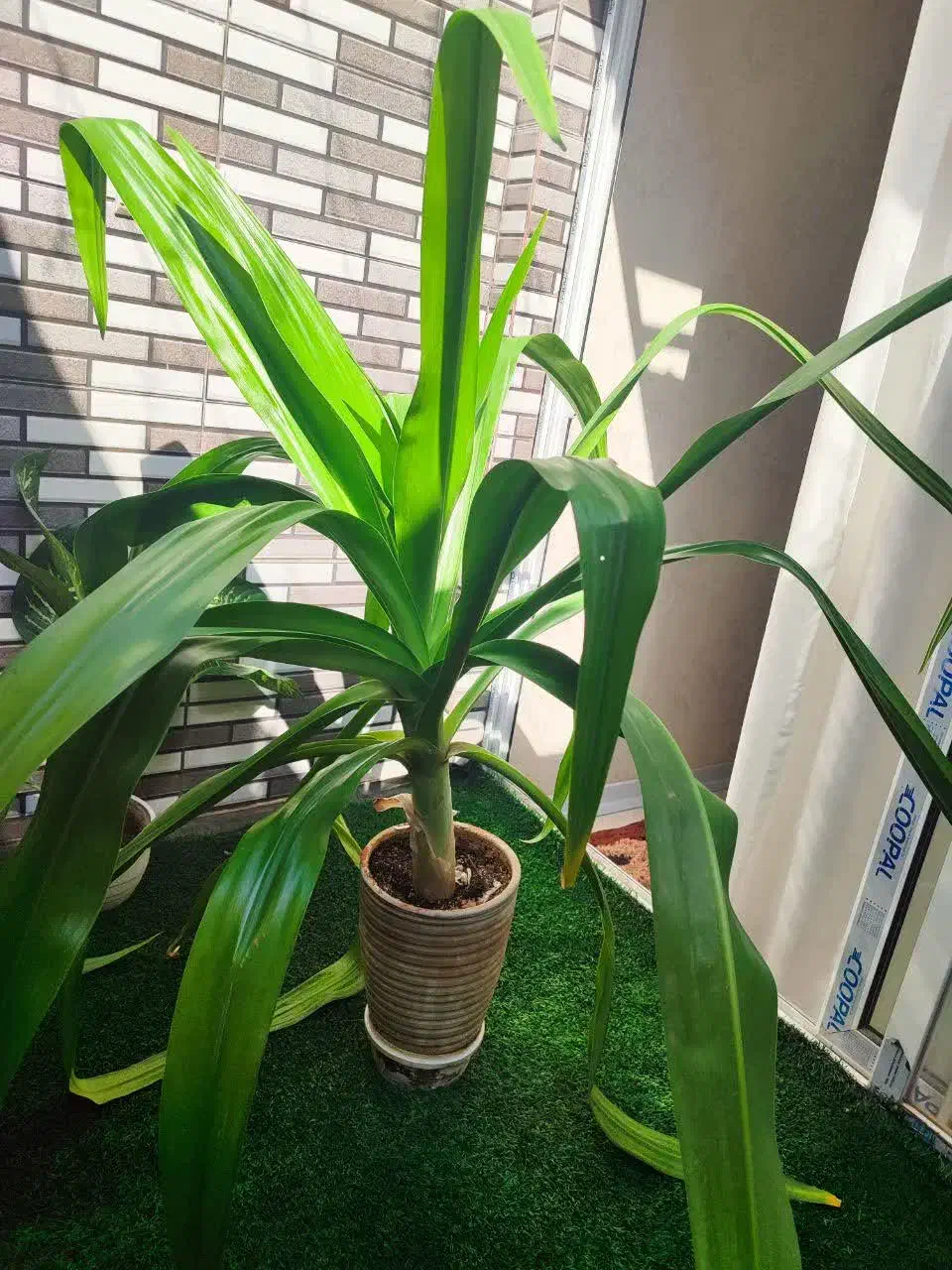 اشک ملکه|گل و گیاه طبیعی|اصفهان, ابر|دیوار