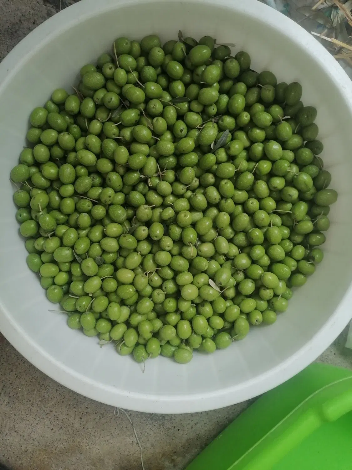 زیتون|خوردنی و آشامیدنی|گرگان, |دیوار