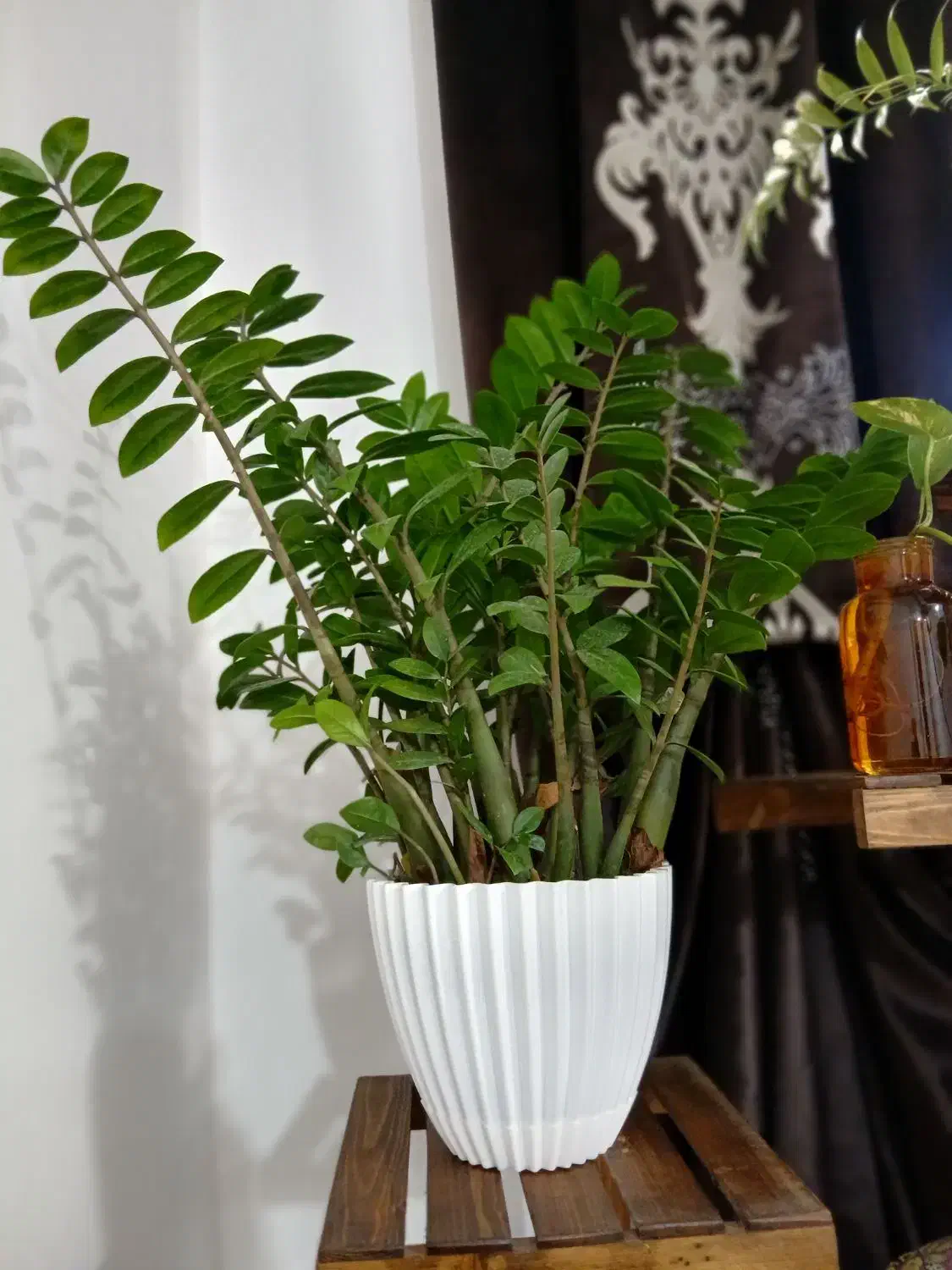 زامفولیا ۱ساله ریشه پر و سرحال و باکیفیت|گل و گیاه طبیعی|قائم‌شهر, |دیوار