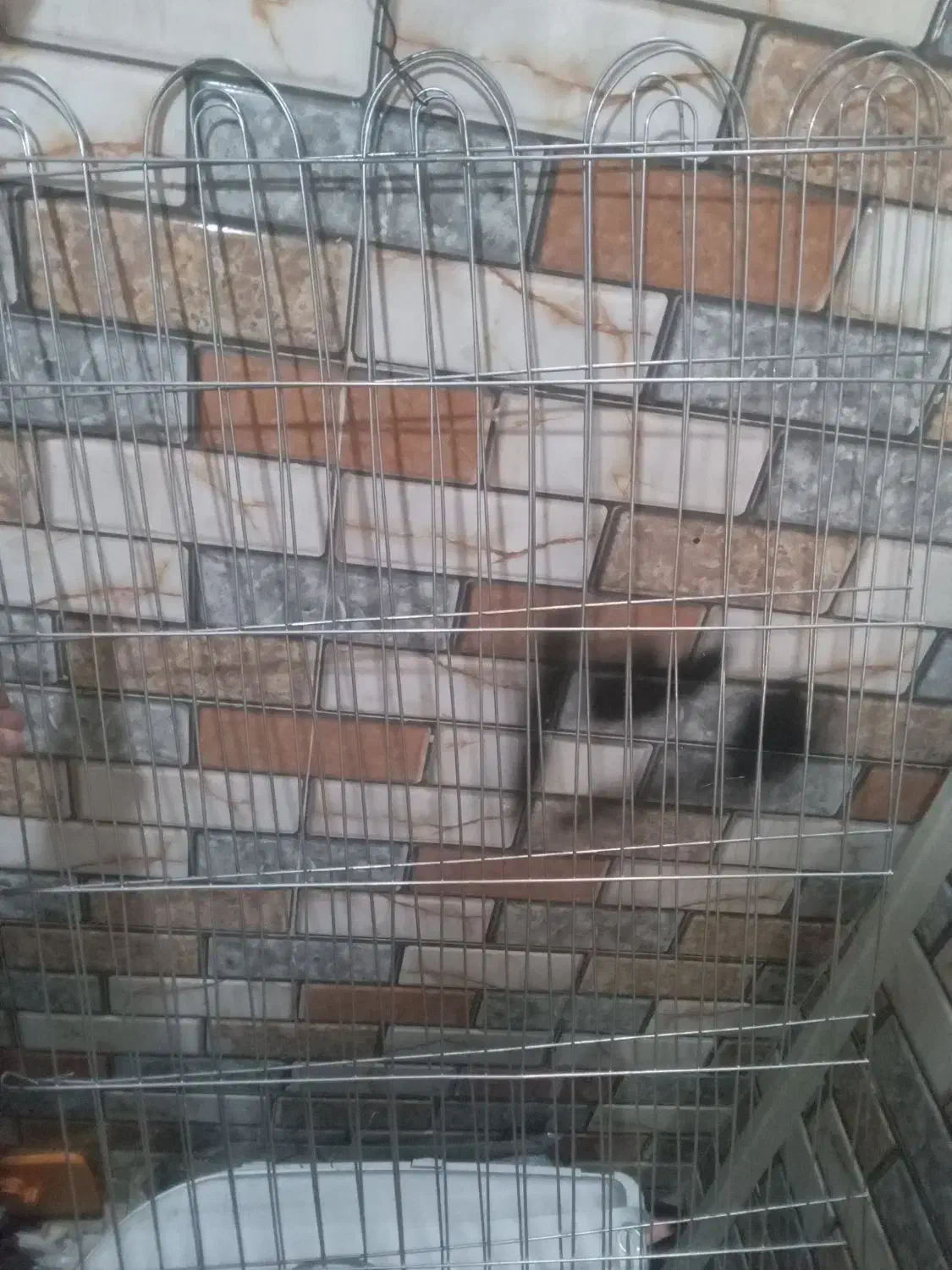 پارک سگ|لوازم جانبی حیوانات|کرج, خرمدشت|دیوار