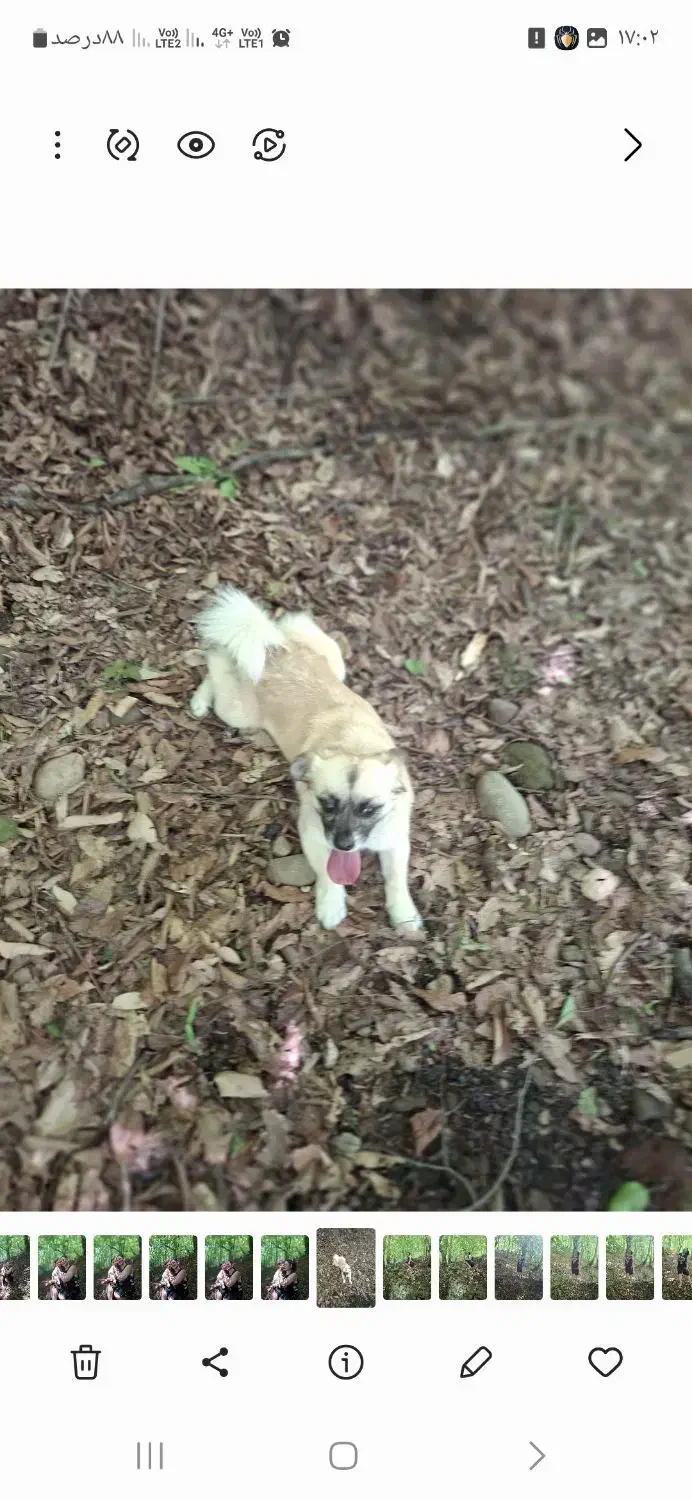 سگی باهوش و مهربون|سگ|صباشهر, |دیوار