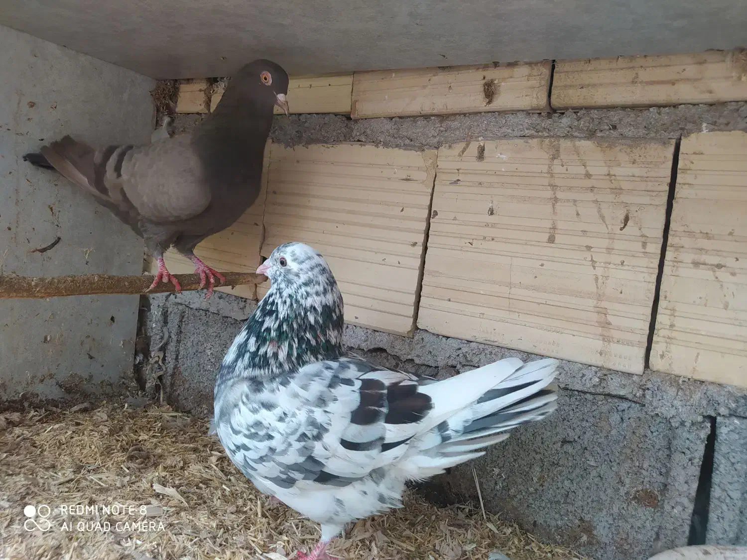 کبوتر تزیینی درجه یک فروش و معاوضه|پرنده|رشت, پیرکلاچای|دیوار