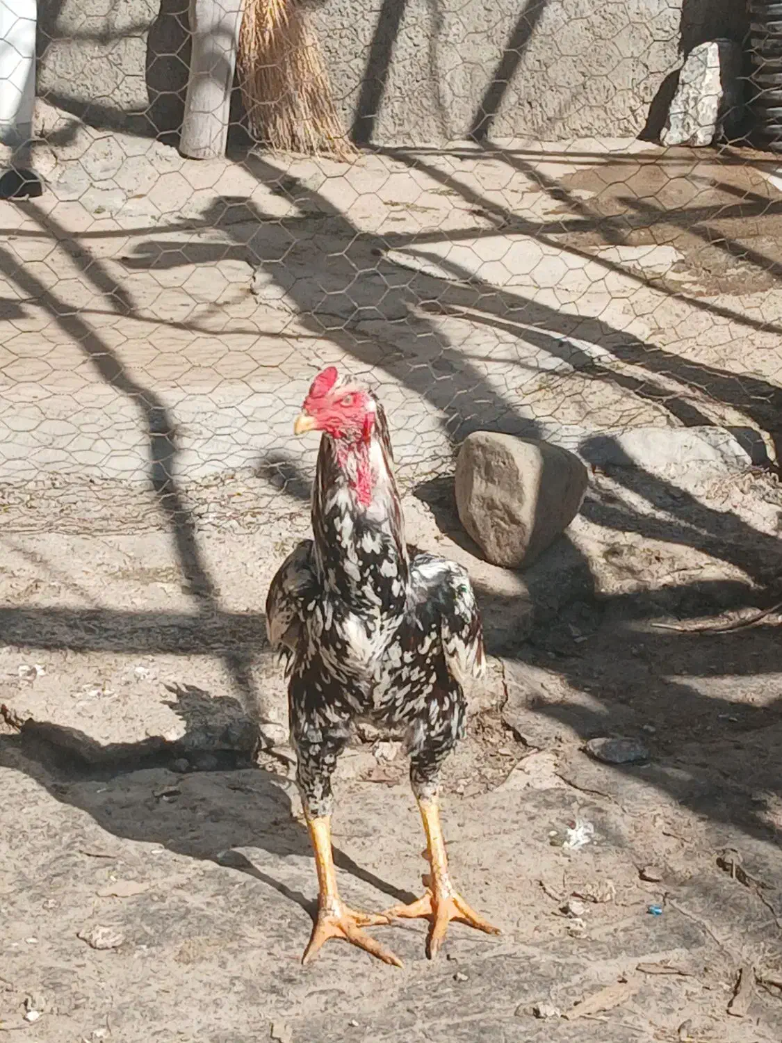 لاری|حیوانات مزرعه|نمشیر, |دیوار