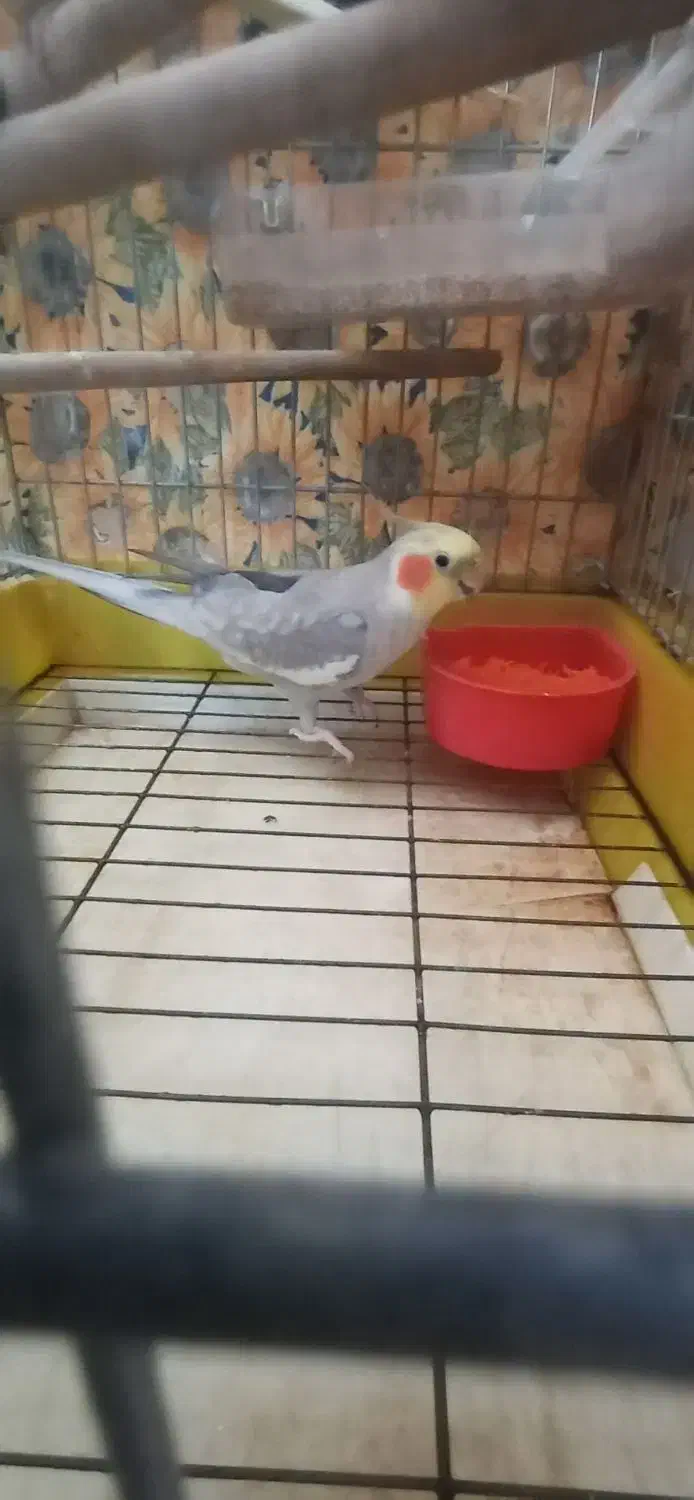 عروس هلندی نروماده|پرنده|قاهان, |دیوار