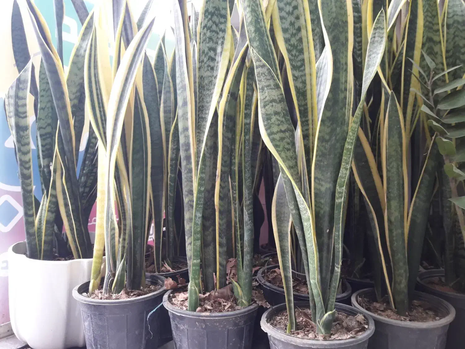 سانسوریا لب طلایی پرقلم و بسیار بزرگ|گل و گیاه طبیعی|قم, علی آباد سعدگان|دیوار