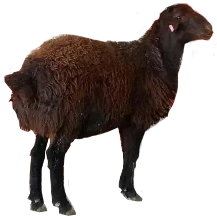 بره نر پروار|حیوانات مزرعه|قوچان, |دیوار