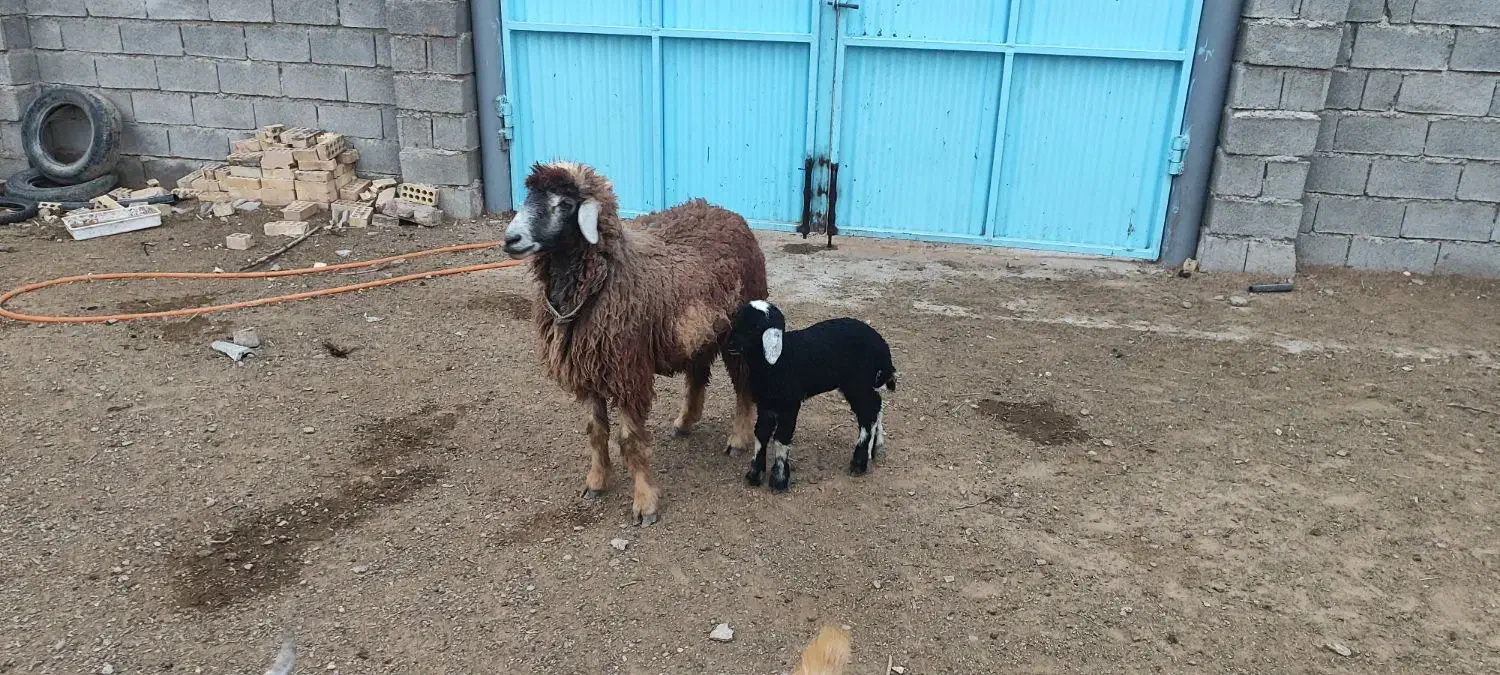 فروش فوری|حیوانات مزرعه|امیدیه, |دیوار