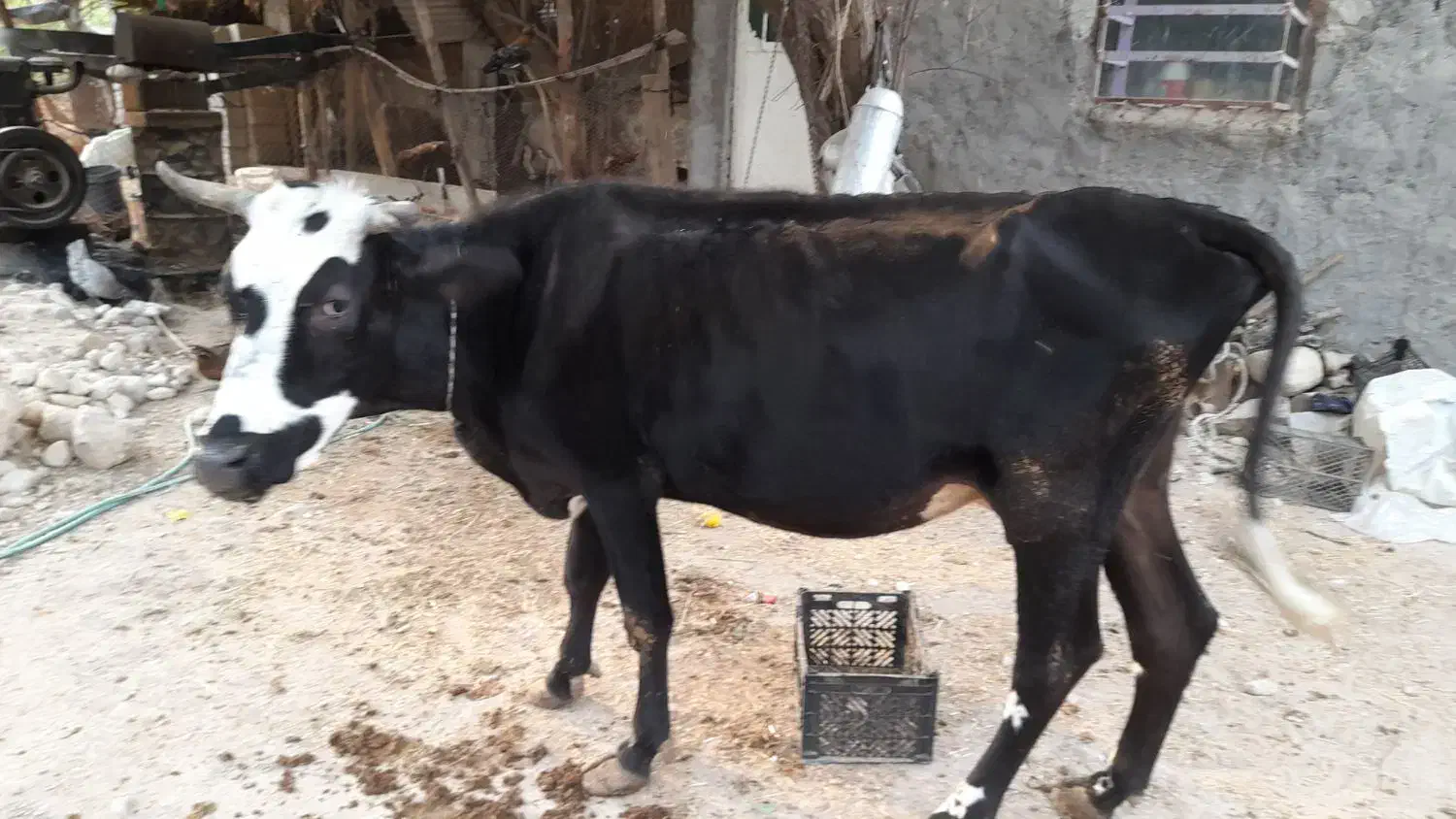 گاو سیمینتال اصل با گوساله|حیوانات مزرعه|آبدان, |دیوار