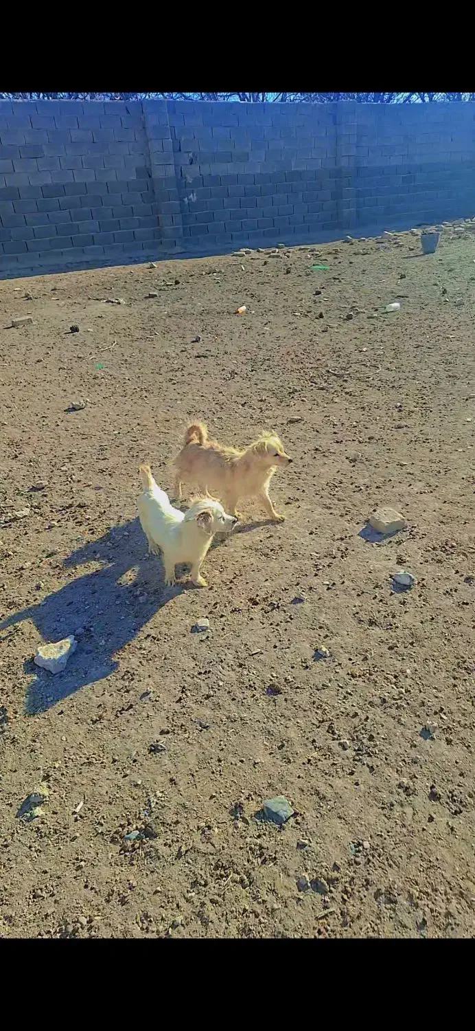 سگ پاکوتاه۹۰۰ ماده|سگ|هشتگرد, شهرک راه آهن|دیوار