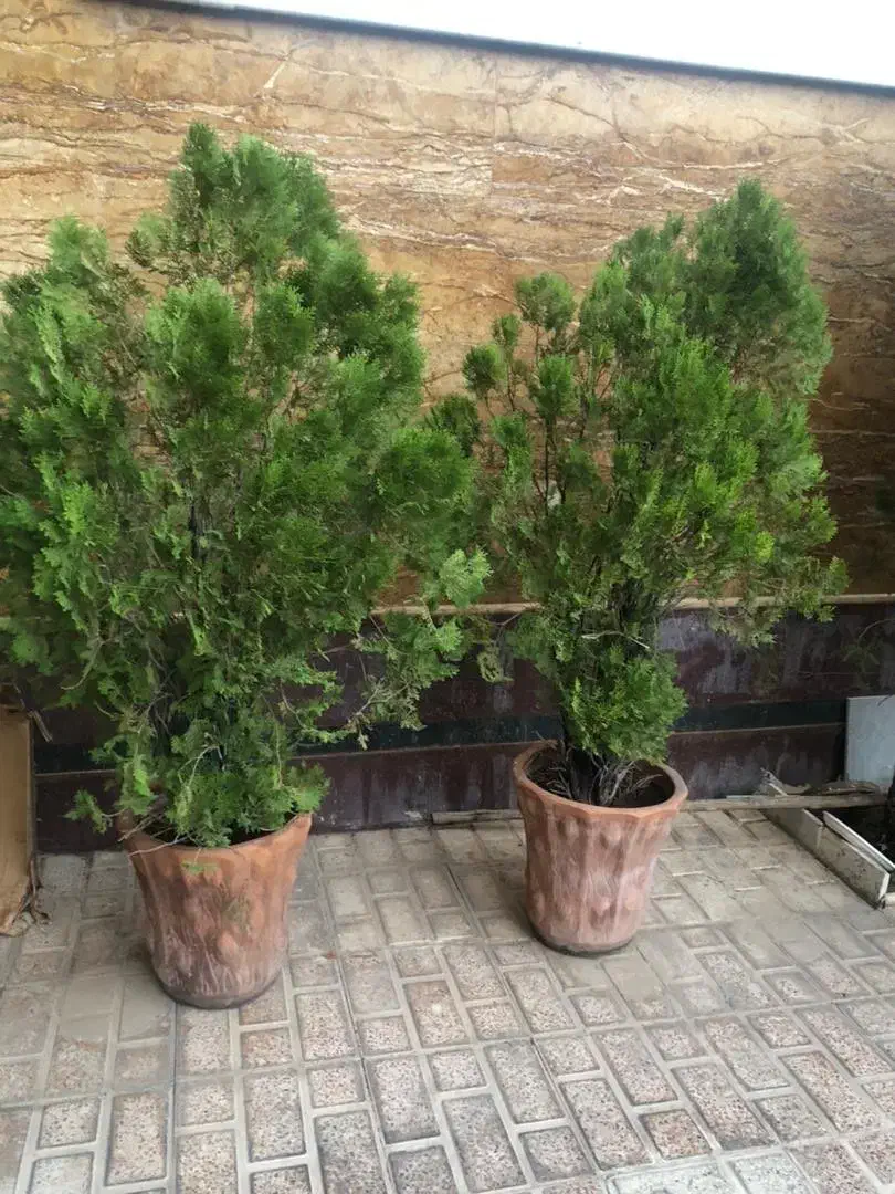 درخت کاج|گل و گیاه طبیعی|شیراز, شهرک گلستان شمالی|دیوار