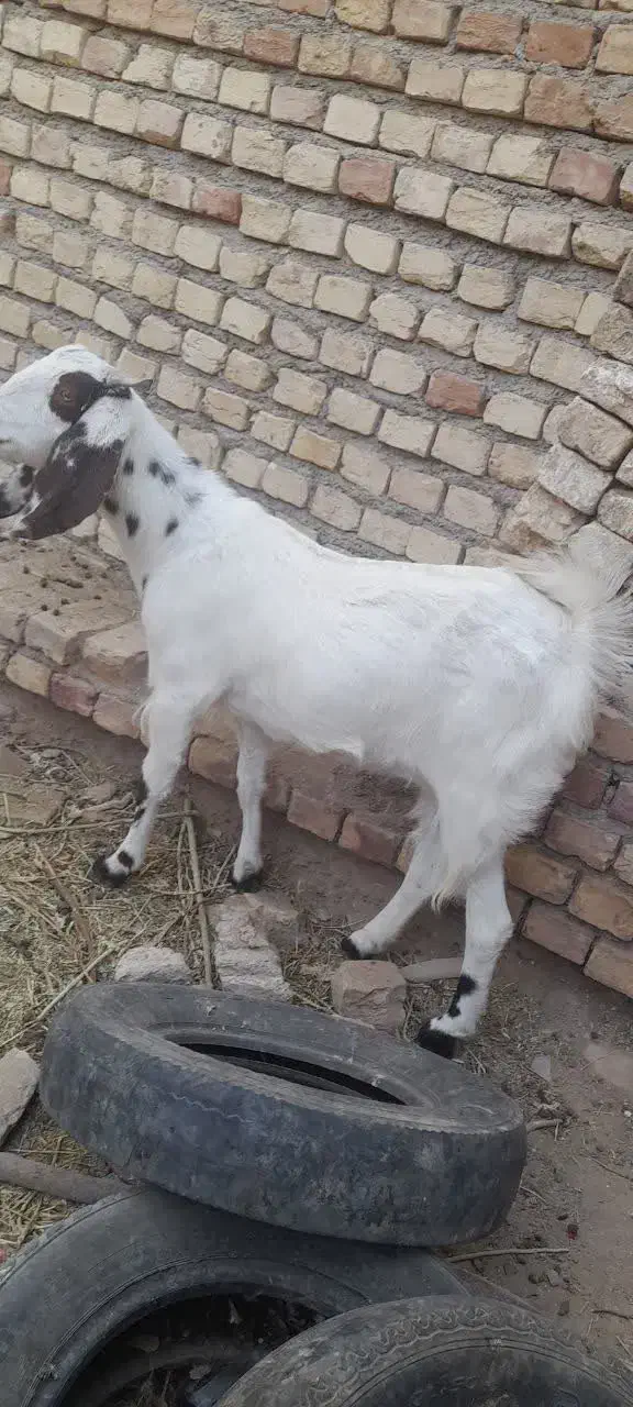 کولار آبستن|حیوانات مزرعه|فردوس (خراسان), |دیوار