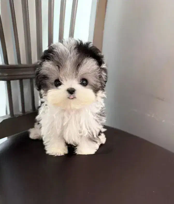 پوودل ، شیتزو‌|سگ|رشت, استادسرا|دیوار