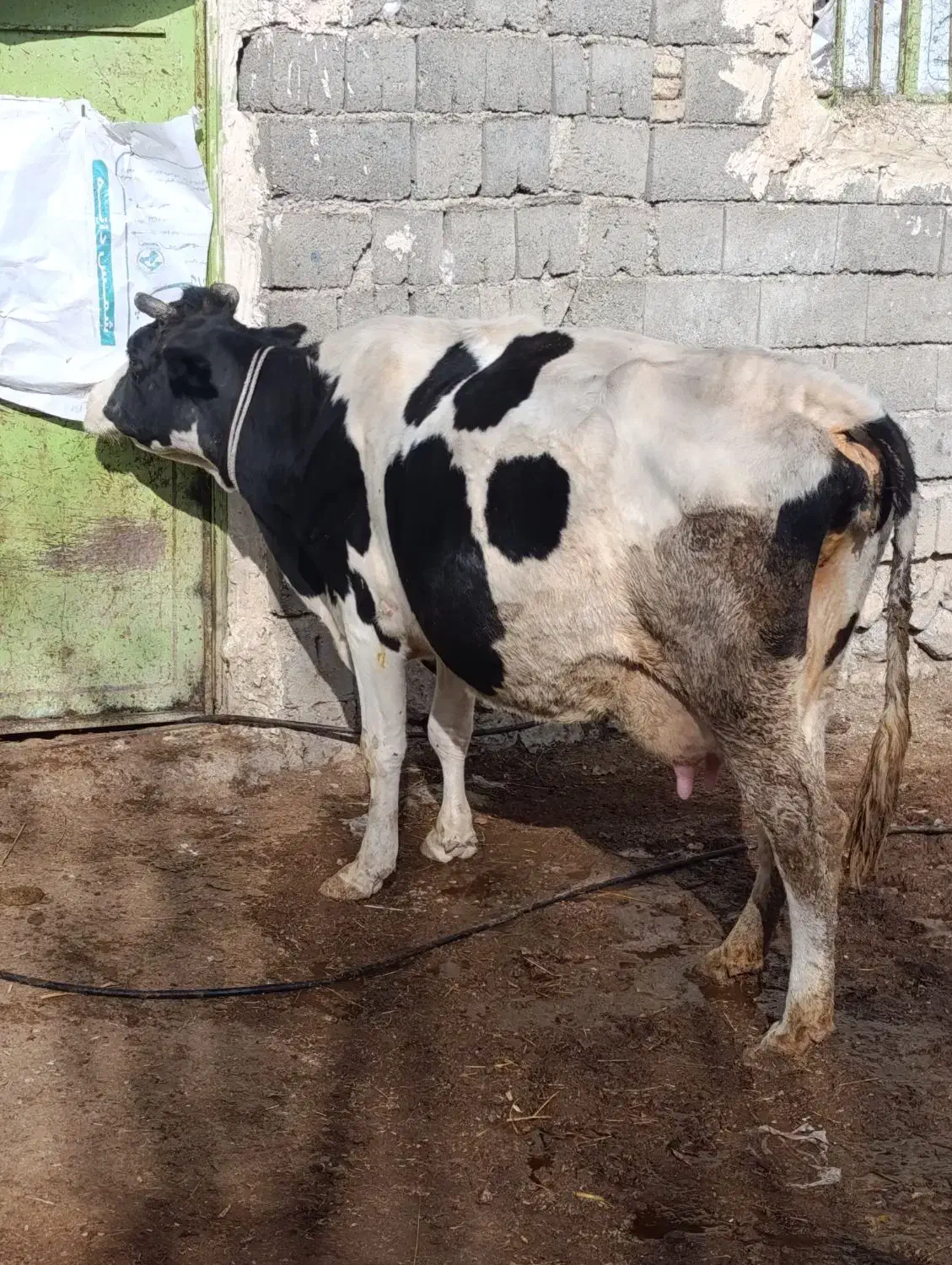 گاو شیری با گوساله ماده|حیوانات مزرعه|قره قوین, |دیوار
