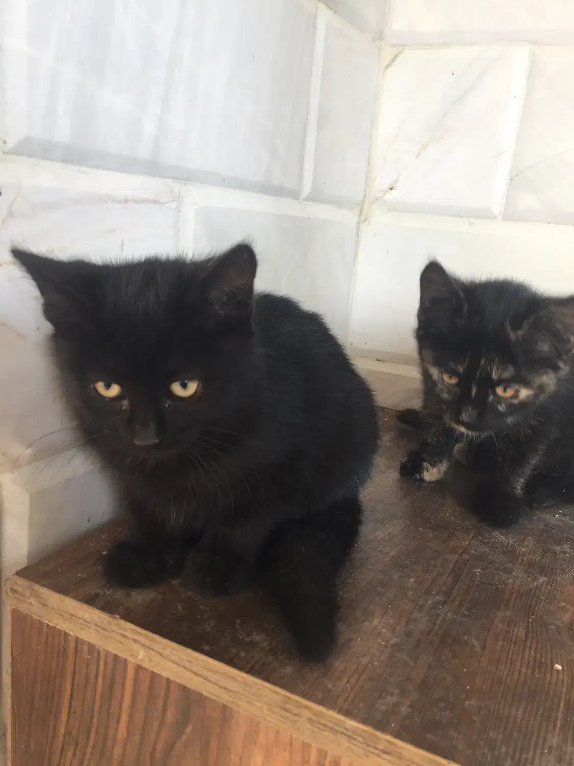 واگذاری بچه گربه دو ماهه محدوده تنکابن|گربه|تنکابن, |دیوار