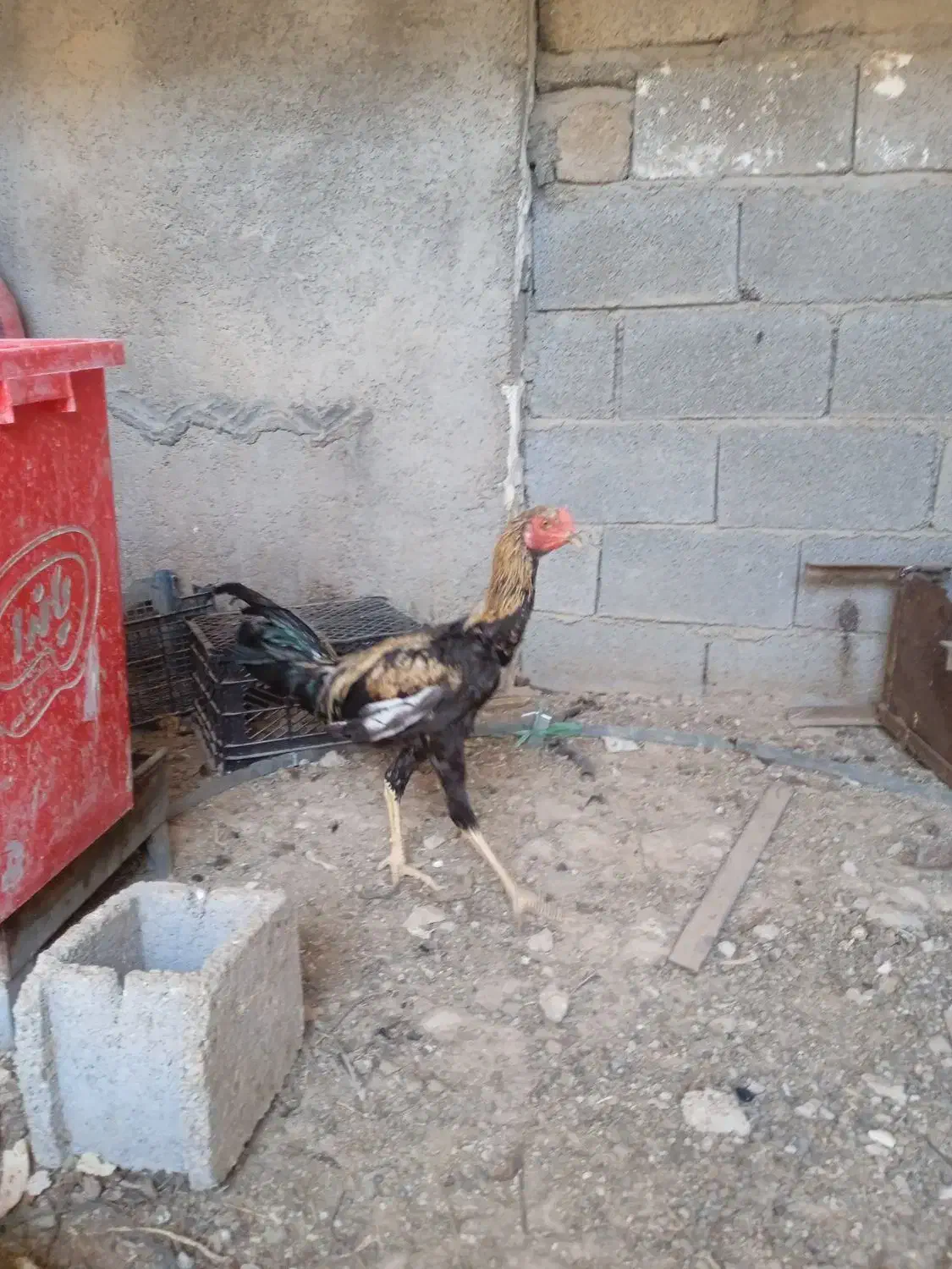 خروس لاری وحدتیه|حیوانات مزرعه|وحدتیه, |دیوار