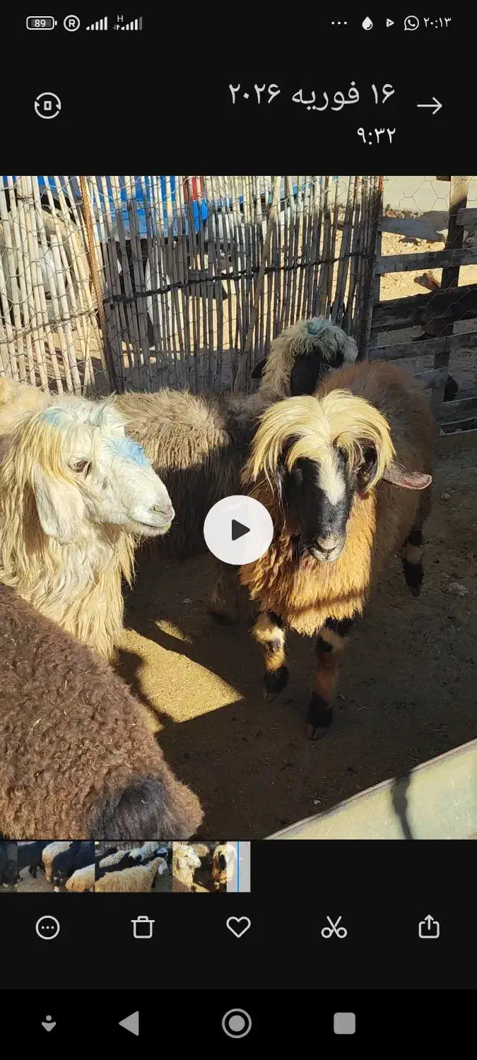 کاوه قوچ|حیوانات مزرعه|دهدشت, |دیوار