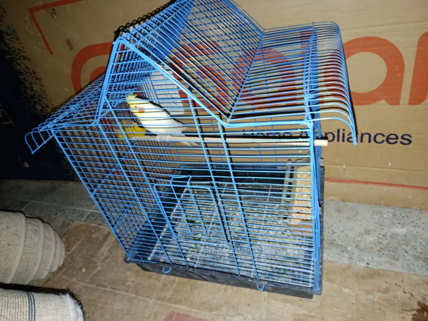 طوطی|پرنده|شهرکرد, |دیوار