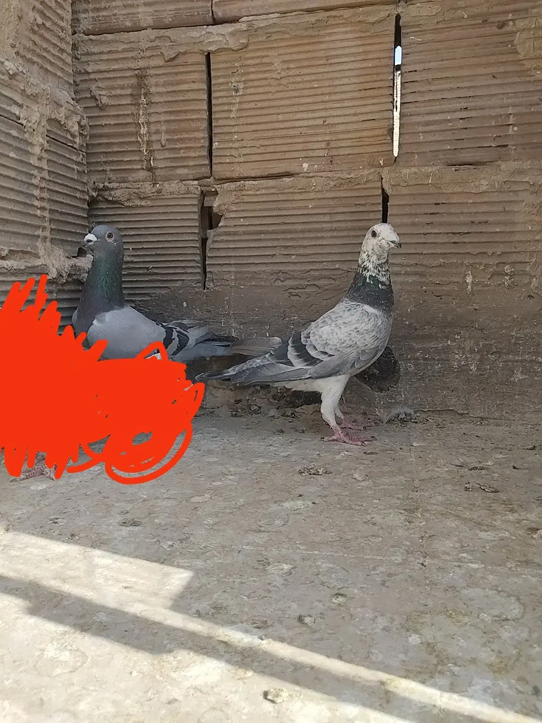 پلاکی|پرنده|قرچک, امین آباد|دیوار