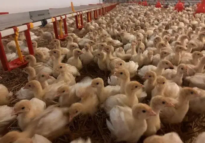 جوجه یک روزه بوقلمون بیوتی 6|حیوانات مزرعه|خاوران, |دیوار