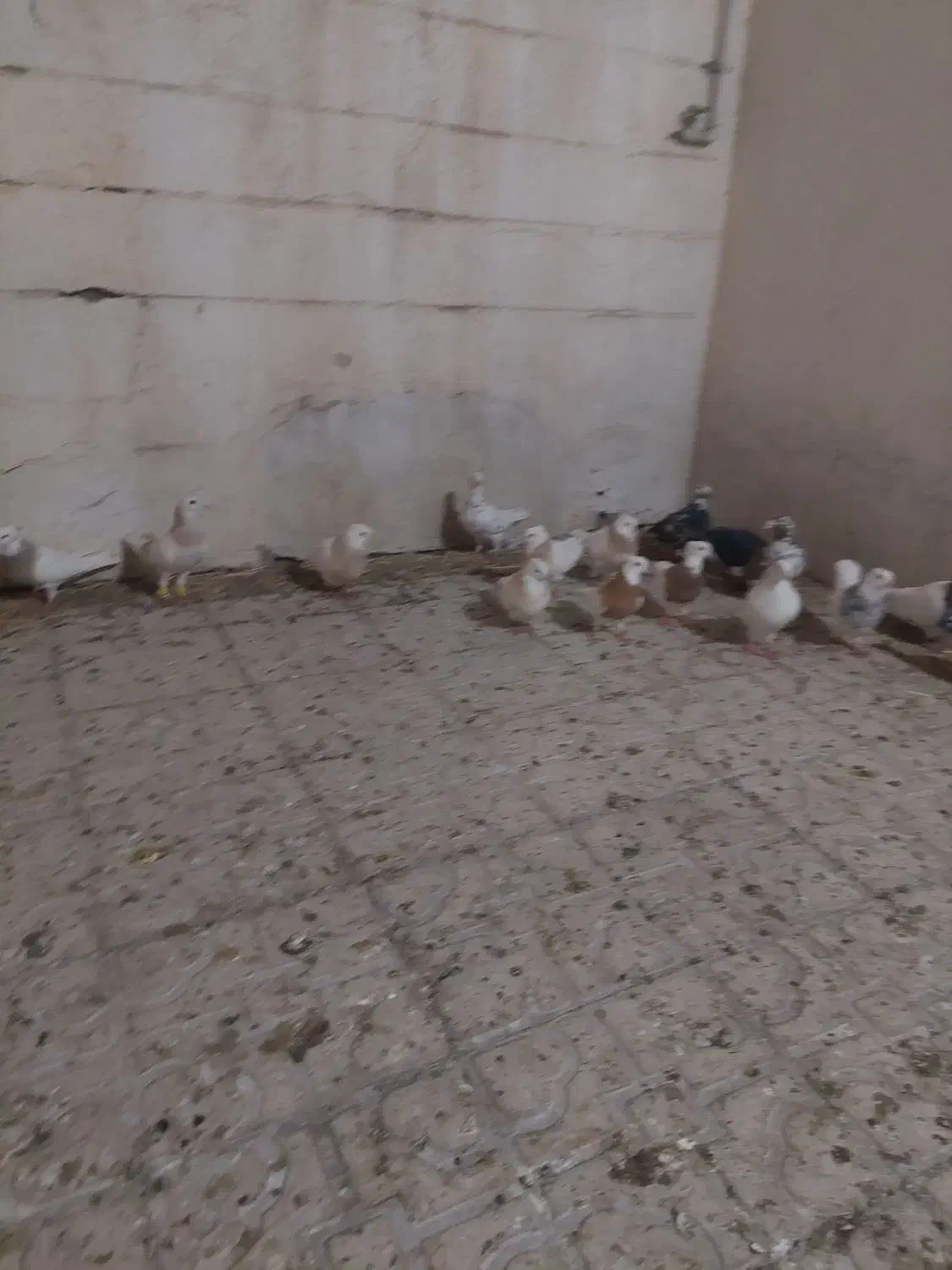 کفتر پلاکی وطوقی|پرنده|شیراز, کوزه گری|دیوار