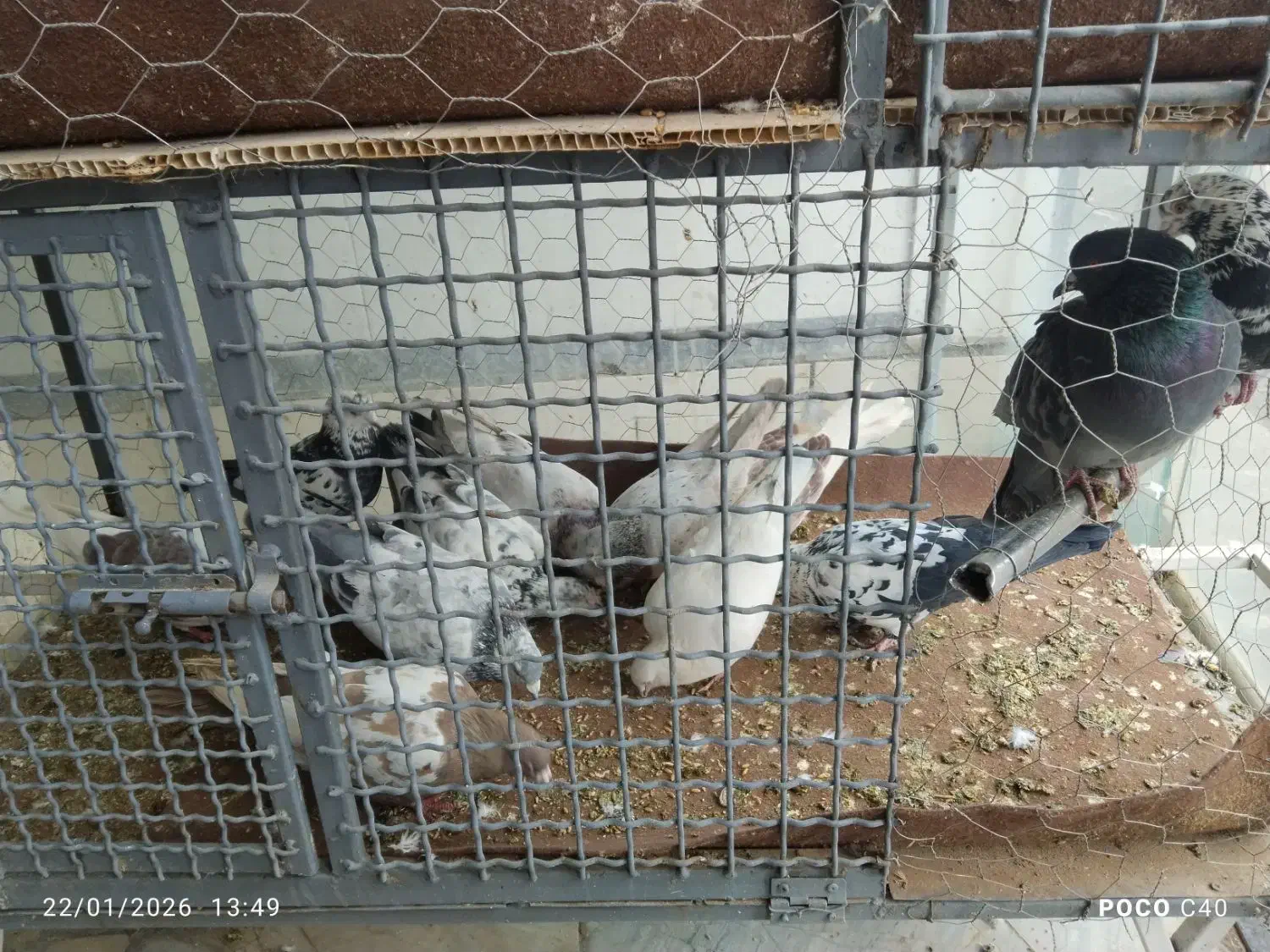 کبوتر عمده|پرنده|سقز, |دیوار