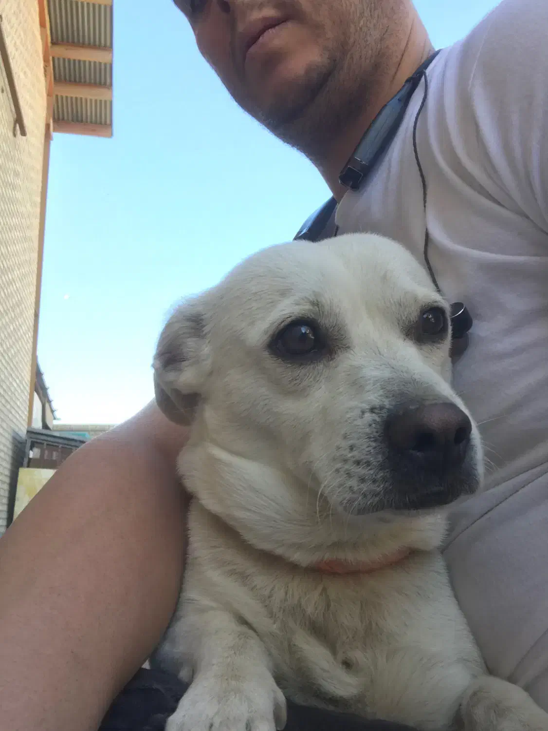 فروش سگ نژادبولداگ قیمت ۷ ملیون|سگ|محمدشهر, شهرک پیام (مهرالبرز)|دیوار