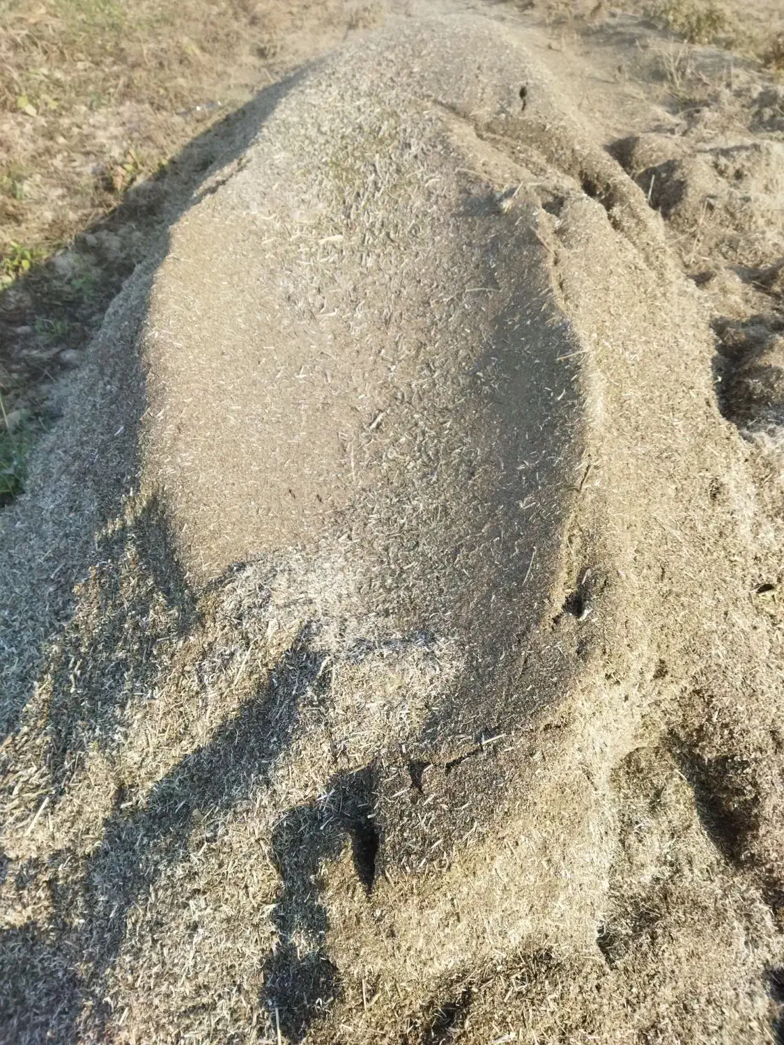 کاه ماش|خدمات باغبانی و درختکاری|گتوند, |دیوار