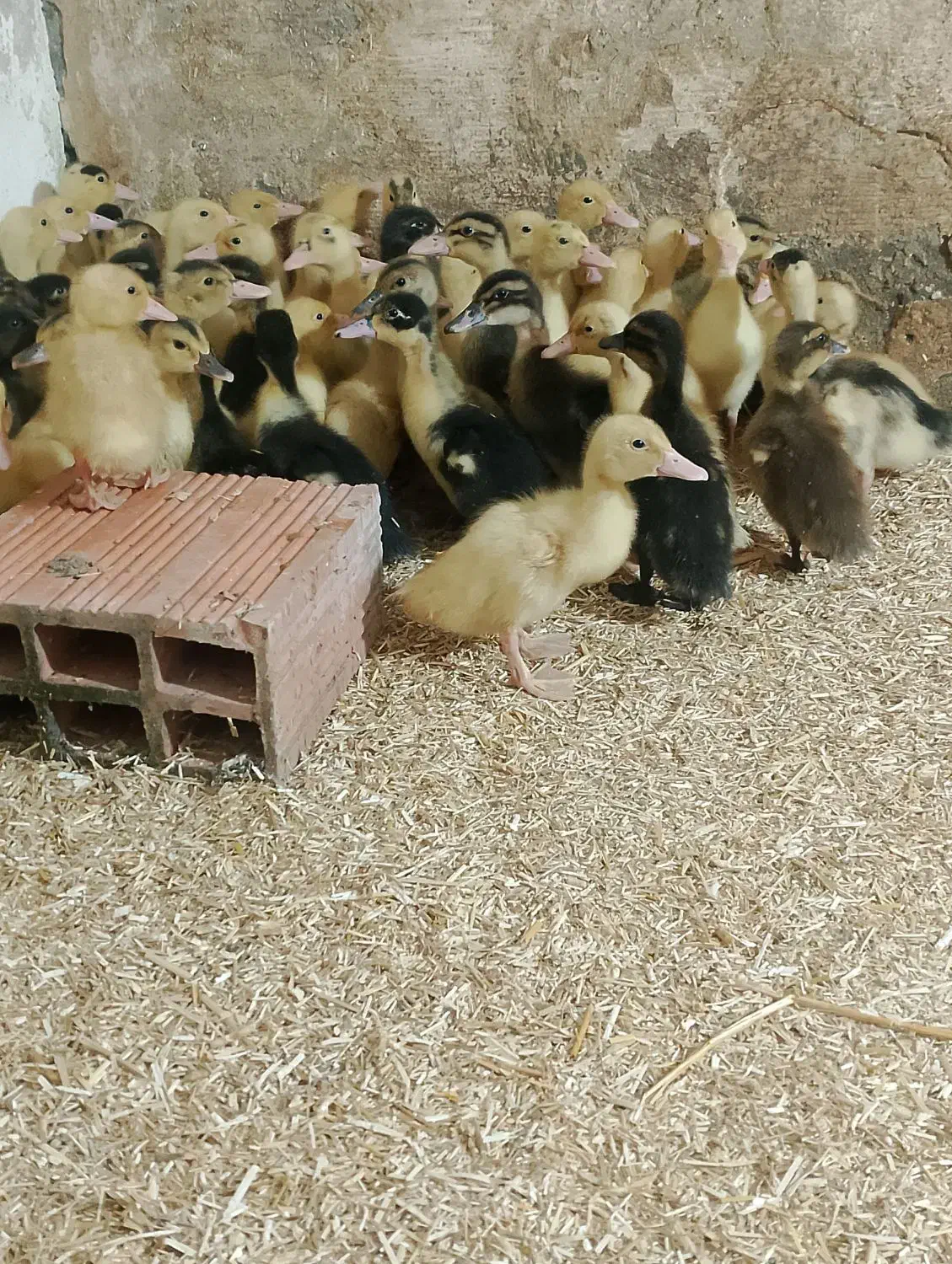 فروش جوجه اردک محلی ورامینی12روزه|حیوانات مزرعه|دابودشت, |دیوار