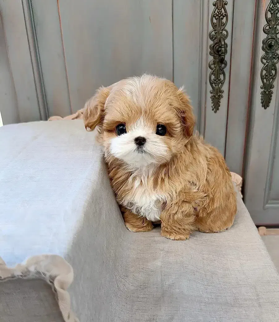 توله سگ پودل مالتیز|سگ|تهران, جنتآباد مرکزی|دیوار