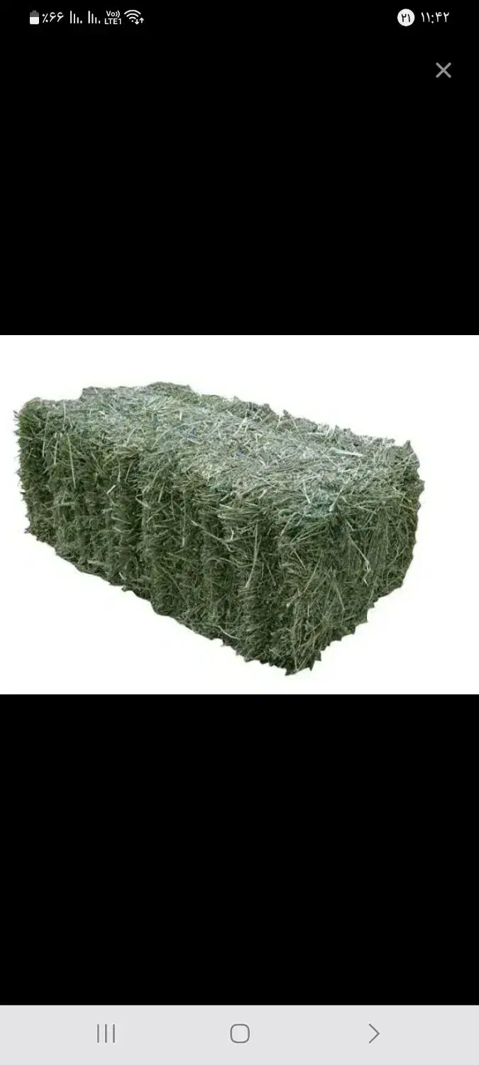 یونجه|لوازم جانبی حیوانات|پیر سلیمان, |دیوار