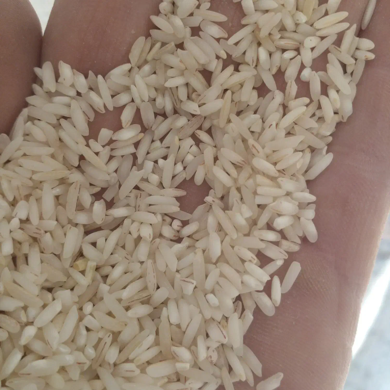 برنج باب خانه هاشمی|خوردنی و آشامیدنی|لاهیجان, جمهوری|دیوار