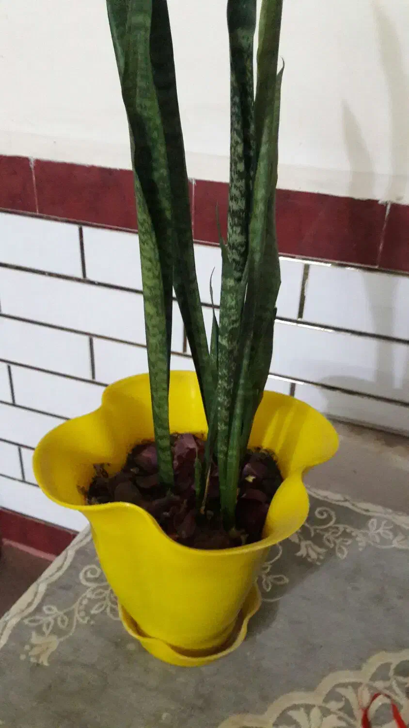 گل و گیاه|گل و گیاه طبیعی|شوشتر, |دیوار