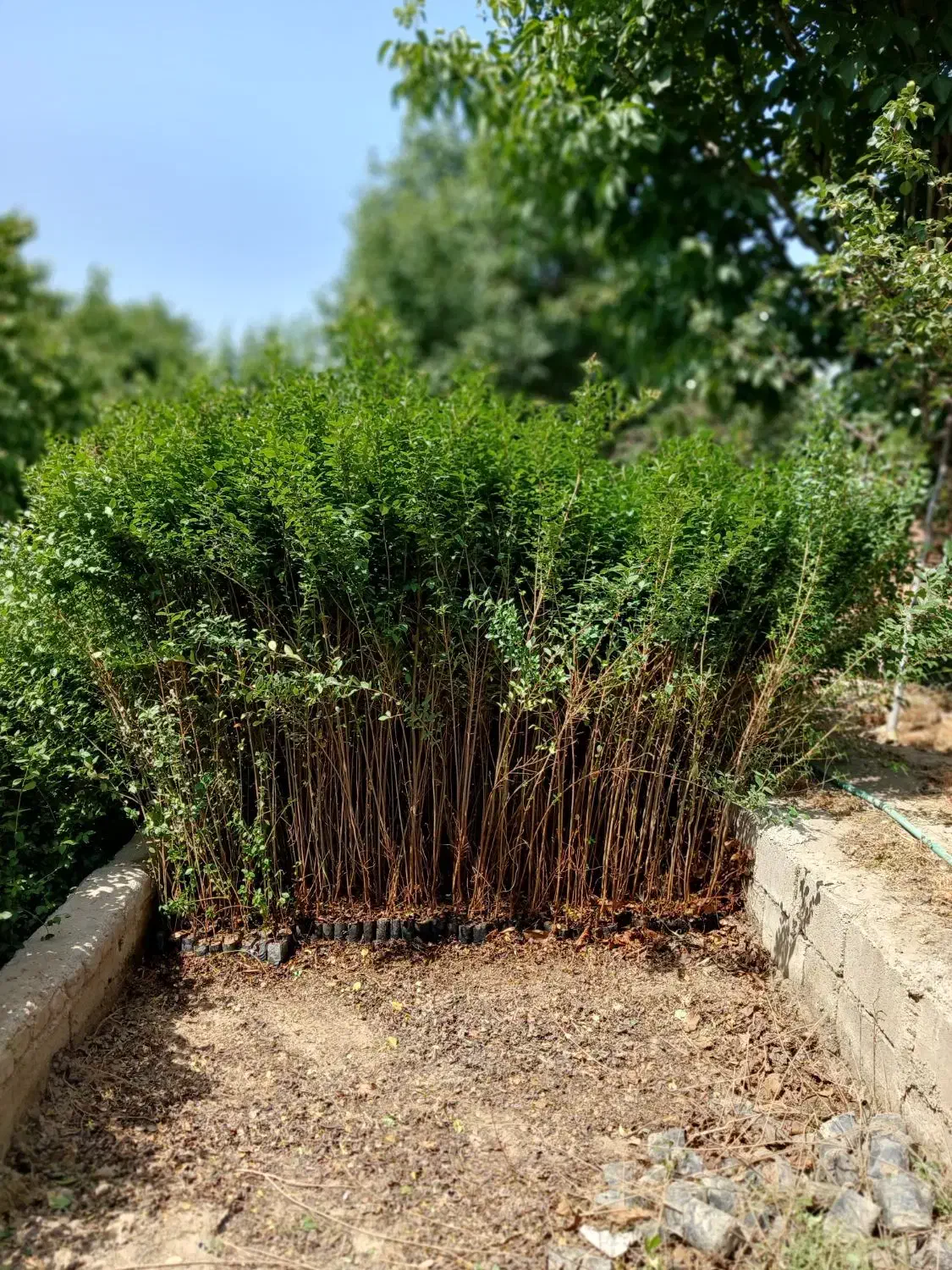 ترون ۲ متری|خدمات باغبانی و درختکاری|فردیس, شهرک ناز|دیوار