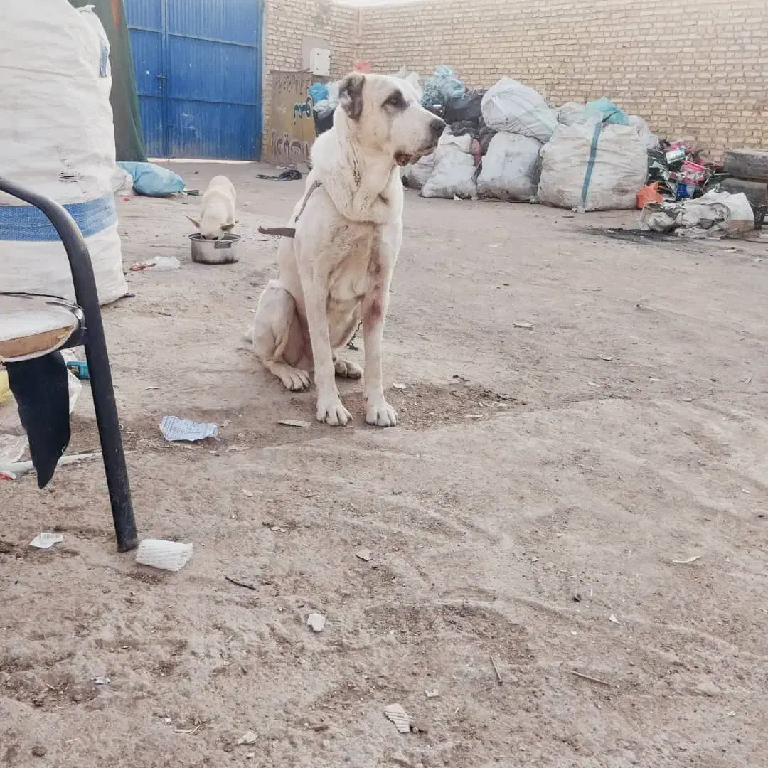 واگذار سگ|سگ|حمیدیا, |دیوار