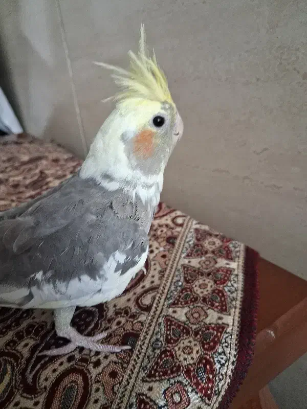 4000000میلیون|پرنده|وحیدیه, |دیوار